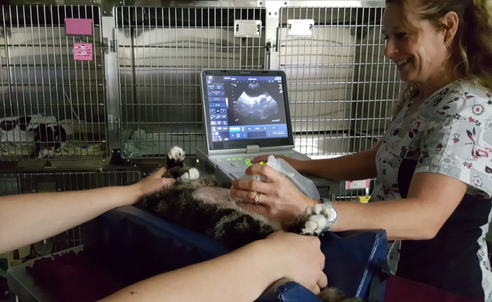 Ultrasound at Animal Emergency Clinic of the Fraser Valley Ultrasound at Animal Emergency Clinic of the Fraser Valley