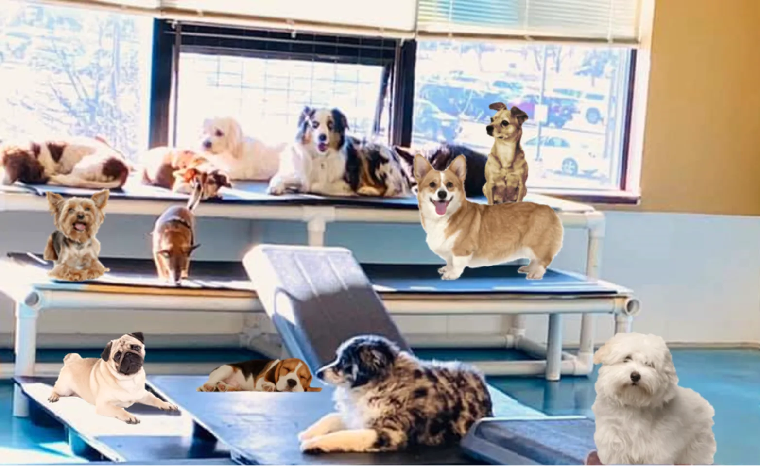 Dogs playing in Tiny Town at Bowhaus in Boulder, CO Dogs playing in Tiny Town at Bowhaus in Boulder, CO