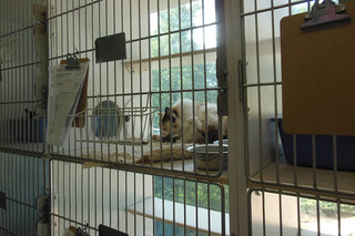 Cat Atrium at Animal Hospital of Signal Mountain