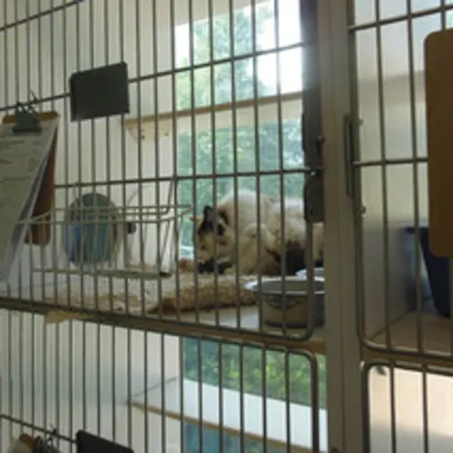 Cat Atrium at Animal Hospital of Signal Mountain