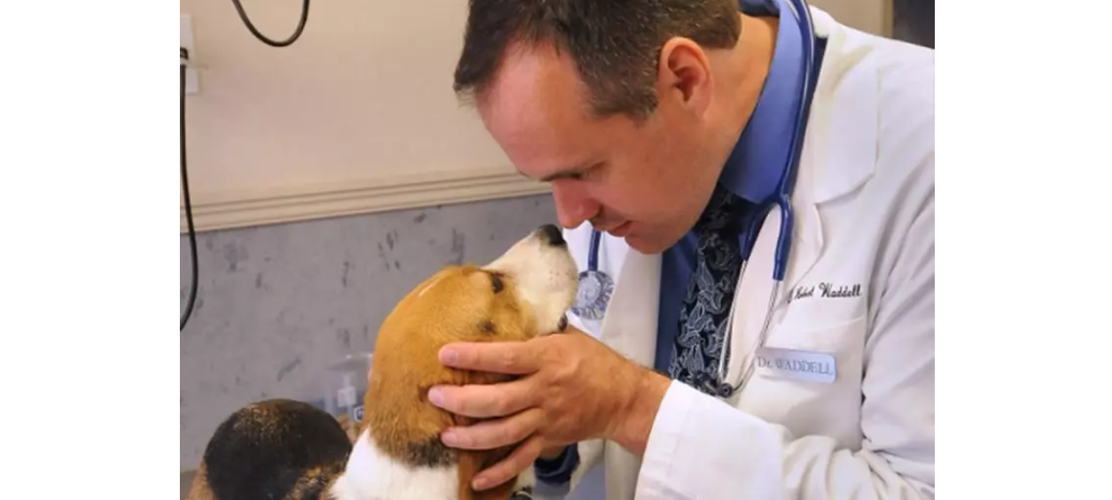 Dog having its eyes examined