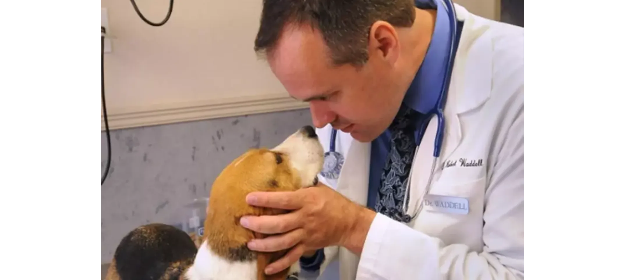 Eye Examination Dog having its eyes examined