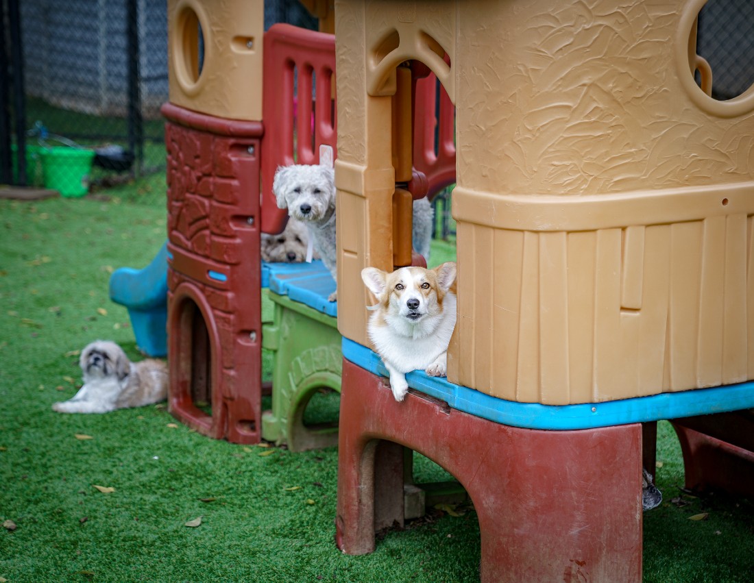Dogs on play set at Hill Country Animal Hospital