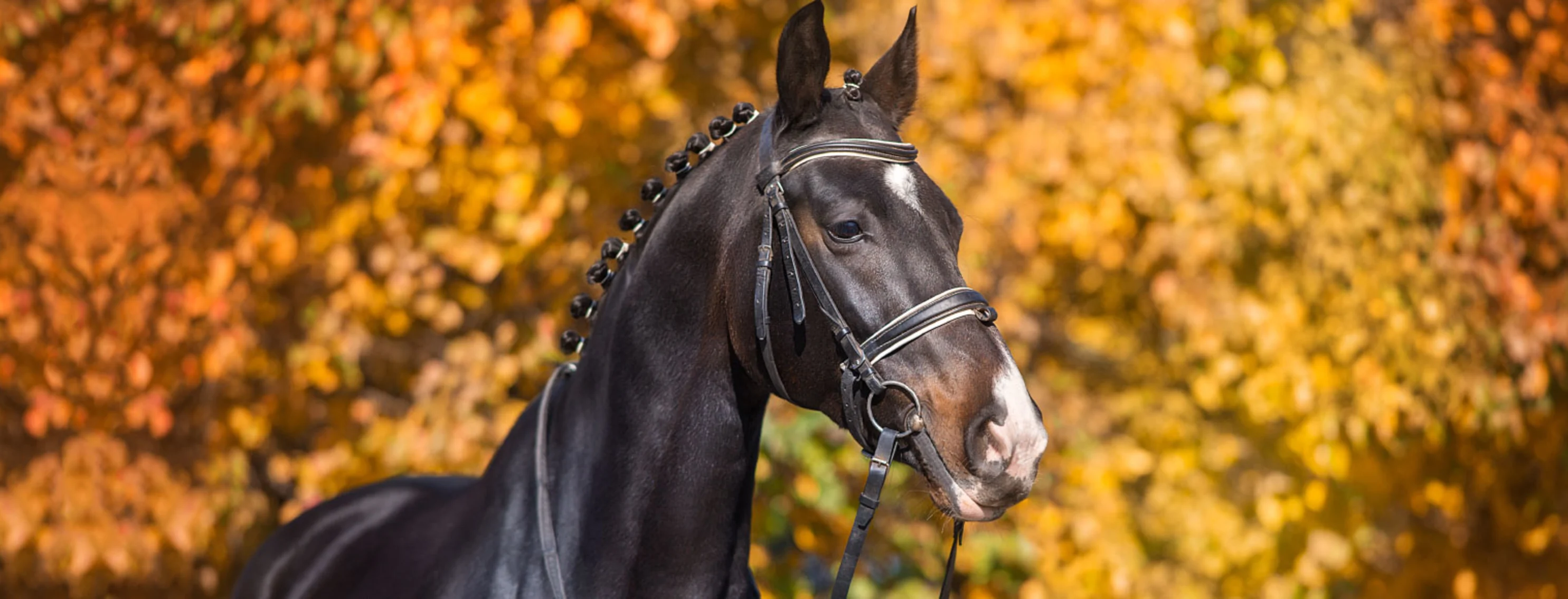 Performance horse standing in field Performance horse standing in field
