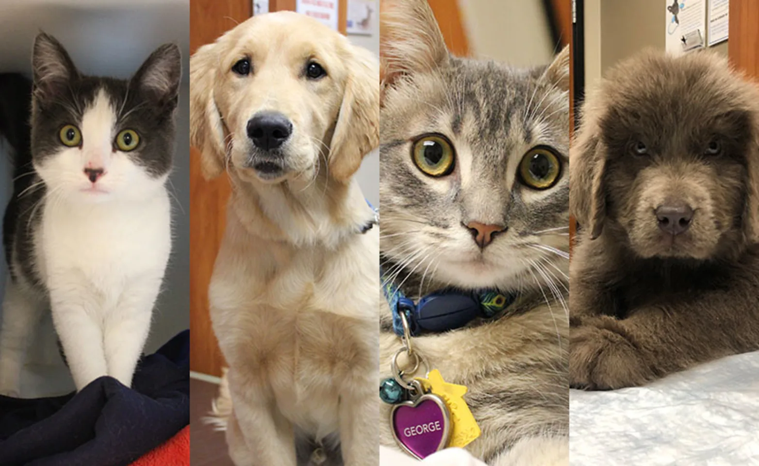 Collage of some pets Collage of some pets