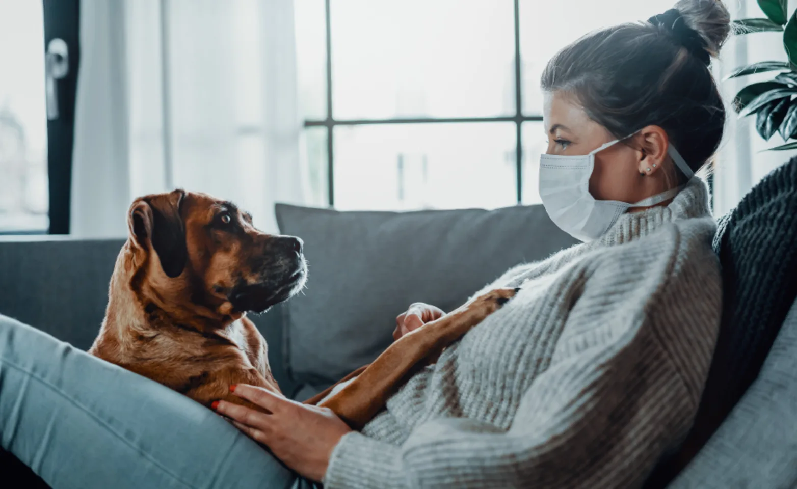 Woman wearing a mask sitting on a couch at home with a brown dog Woman wearing a mask sitting on a couch at home with a brown dog