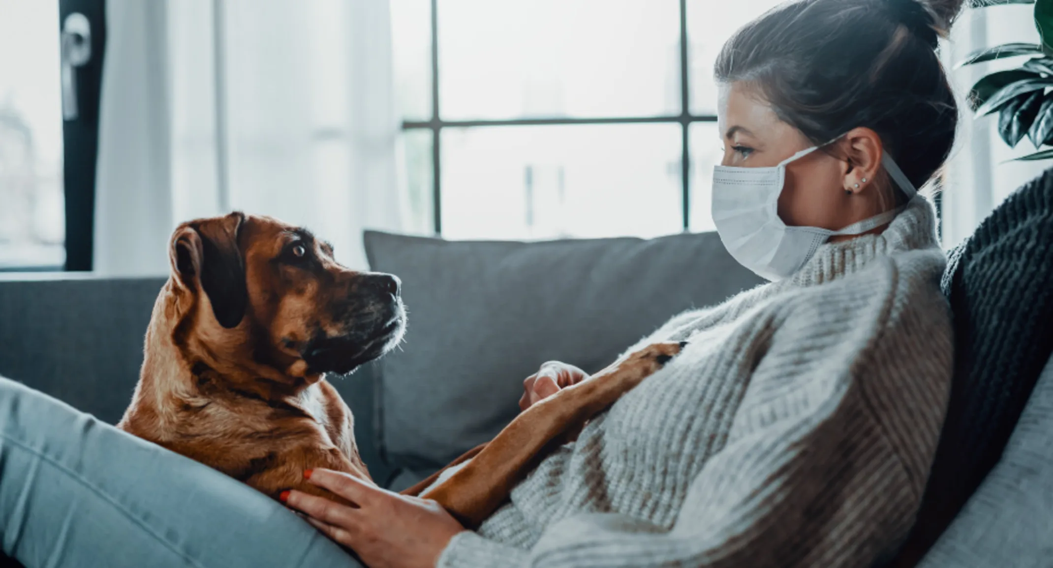 Woman wearing a mask sitting on a couch at home with a brown dog Woman wearing a mask sitting on a couch at home with a brown dog