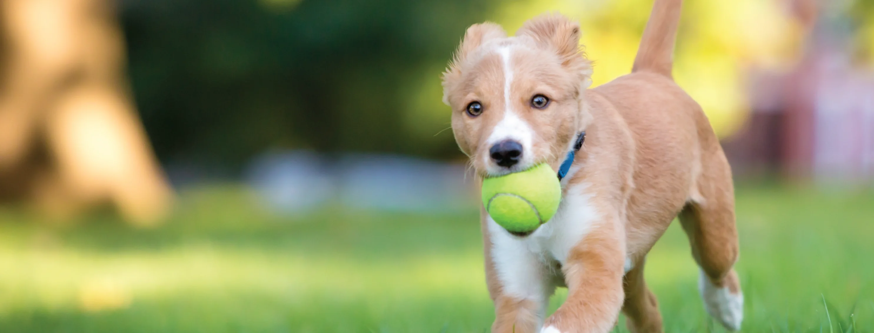 Puppy with tennis ball at New Haven Pet Hospital
