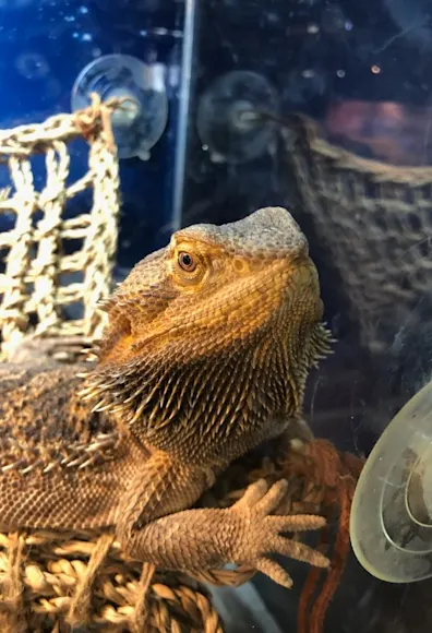 Bearded Dragon