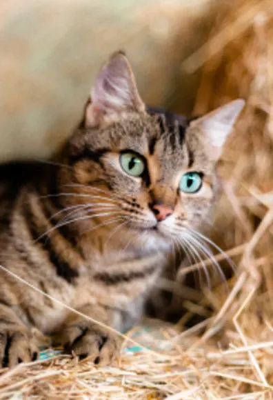 Cat in the hay