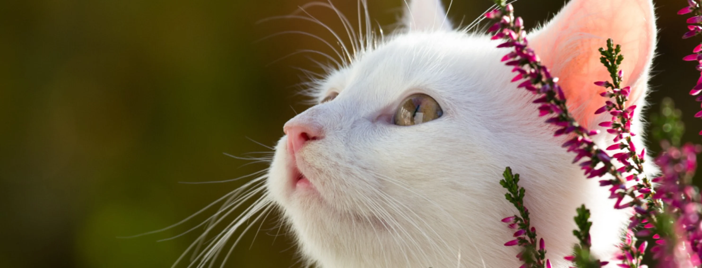 White Cat with Red Flowers