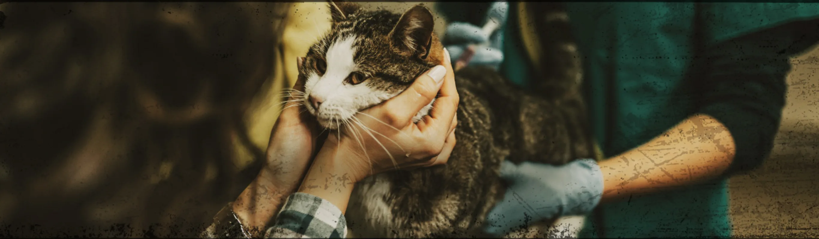Cat Being Examined by Veterinarians Cat Being Examined by Veterinarians