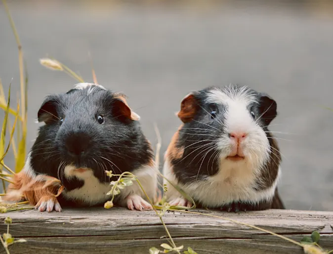 Two Guinea Pigs on a Wooden Plank Two Guinea Pigs on a Wooden Plank