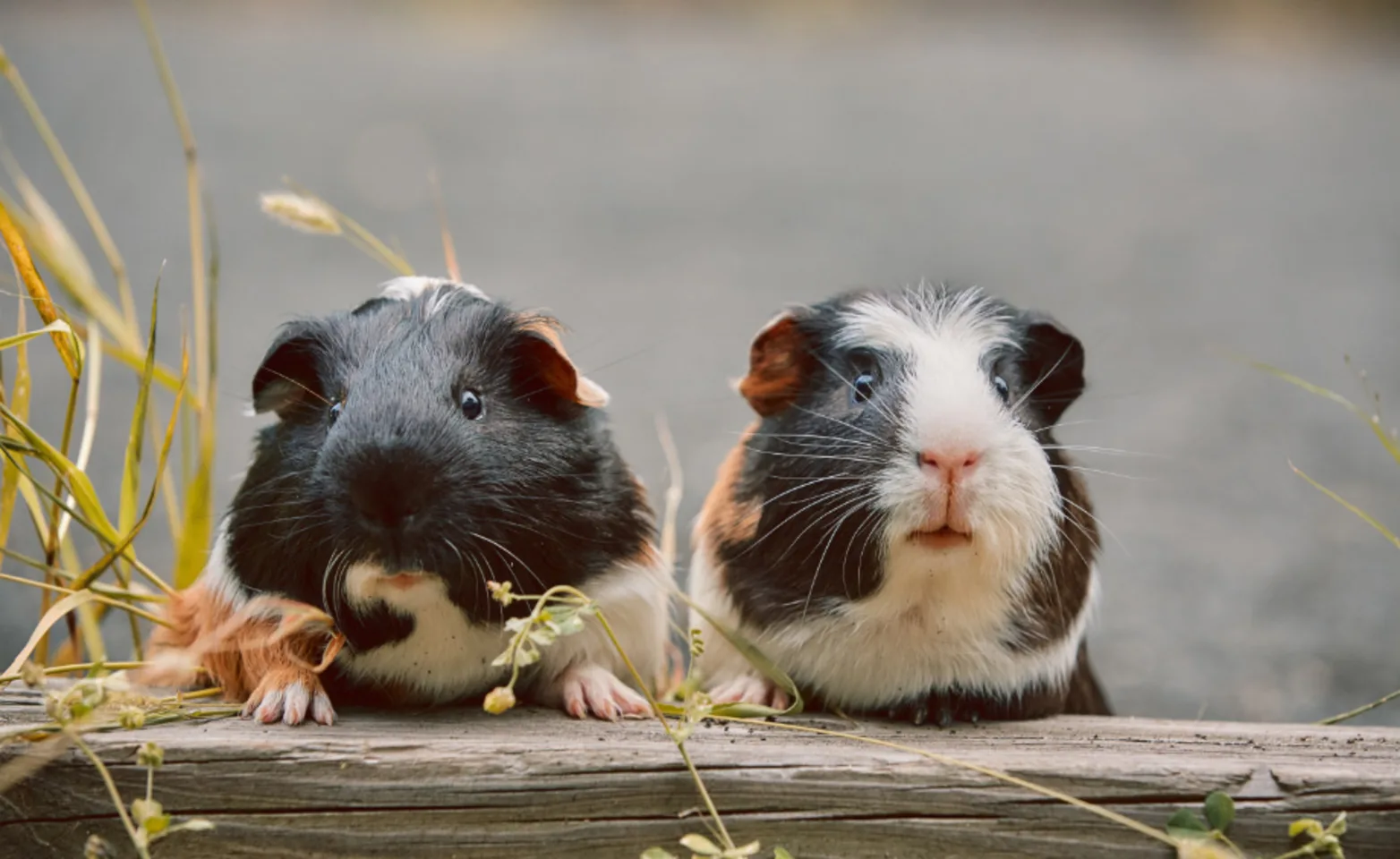 Two Guinea Pigs on a Wooden Plank