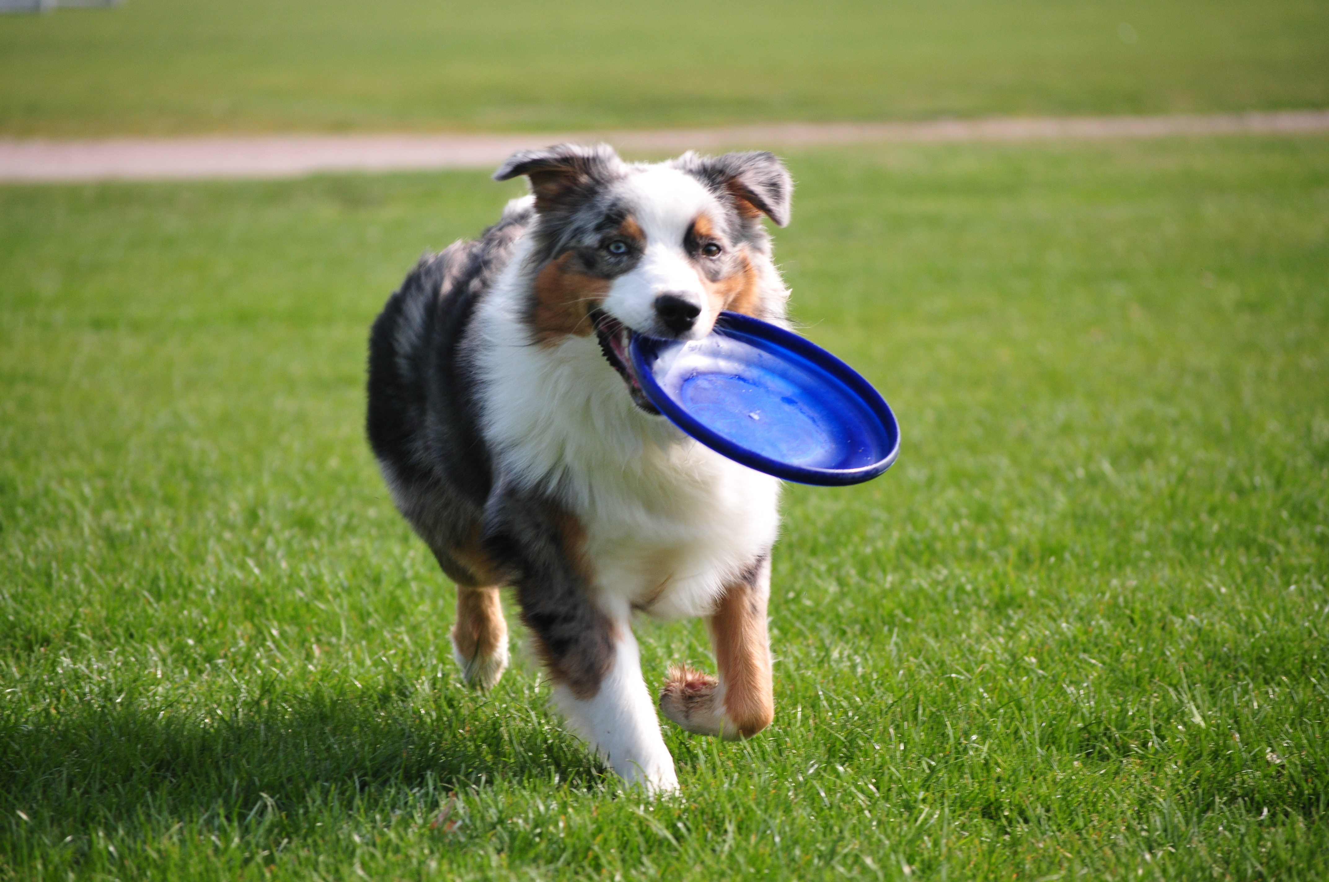 Dog running with a blue frisbee in mouth