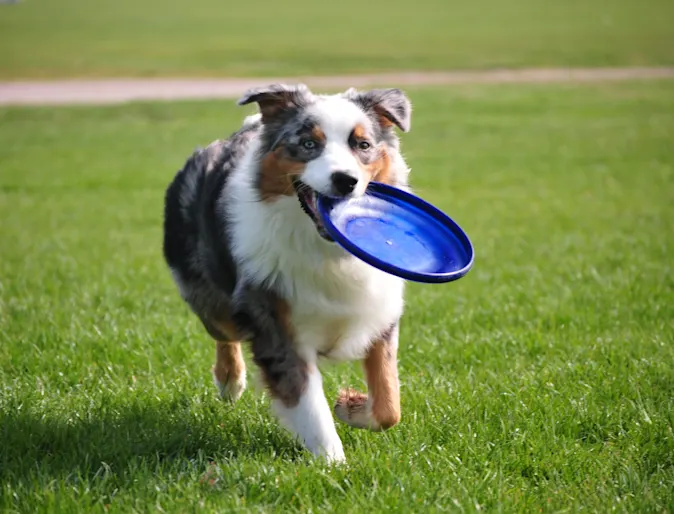 Dog running with a blue frisbee in mouth Dog running with a blue frisbee in mouth