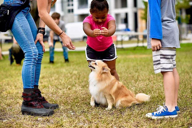 Lauderdale Pet Lodge dog training and playing with kids