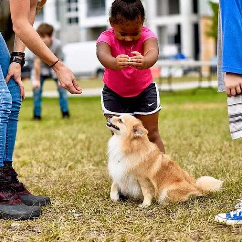 Lauderdale Pet Lodge dog training and playing with kids