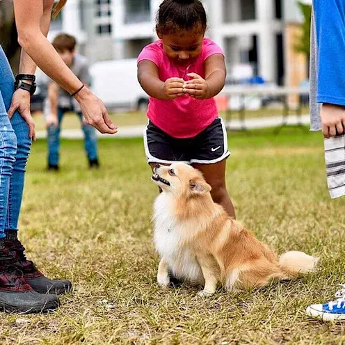 Lauderdale Pet Lodge dog training and playing with kids Lauderdale Pet Lodge dog training and playing with kids