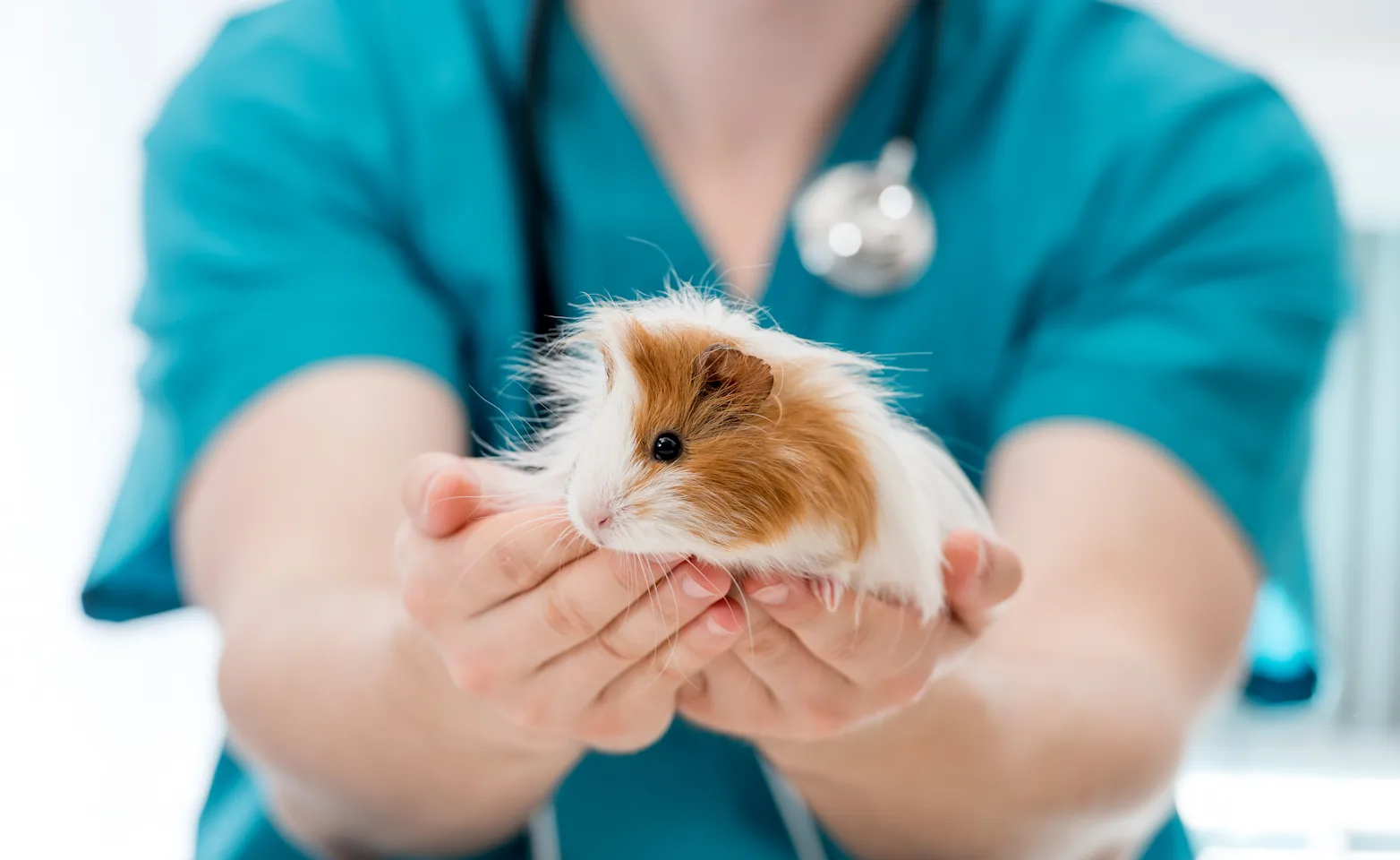 Vet holding guinea pig Vet holding guinea pig