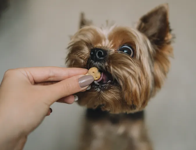 Dog eating a treat