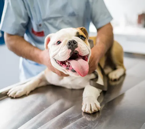 Dog lying on metal table Dog lying on metal table