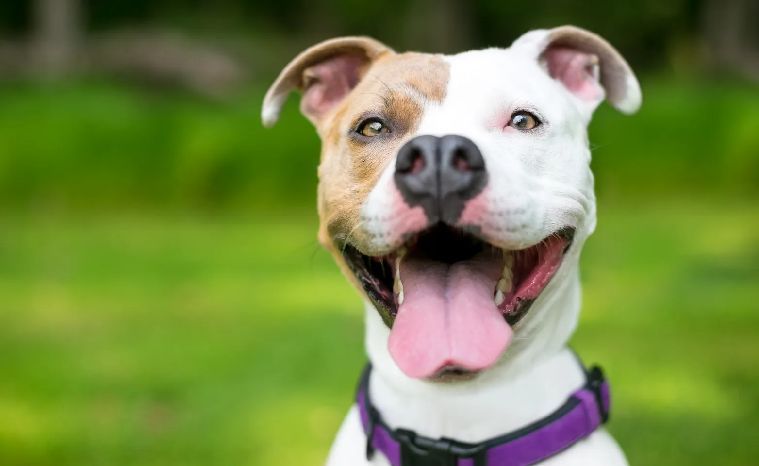 Dog with tongue out