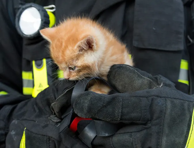 Kitty with Firefighter