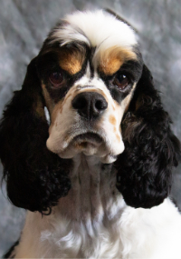 A black, white and tan colored dog named Domino