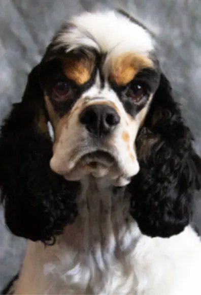 A black, white and tan colored dog named Domino A black, white and tan colored dog named Domino