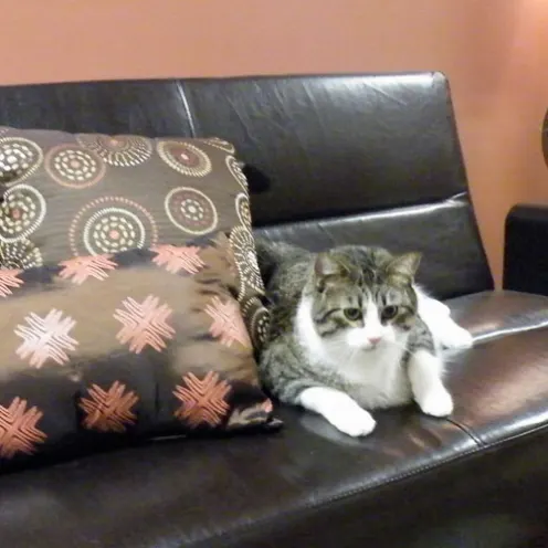 cat laying on a couch next to two pillows 