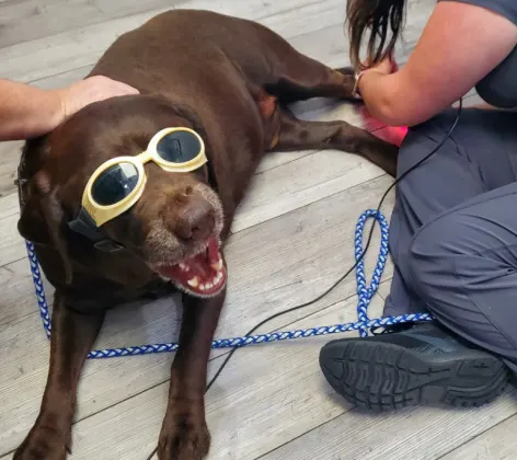 A dog wearing protective glasses while receiving laser therapy