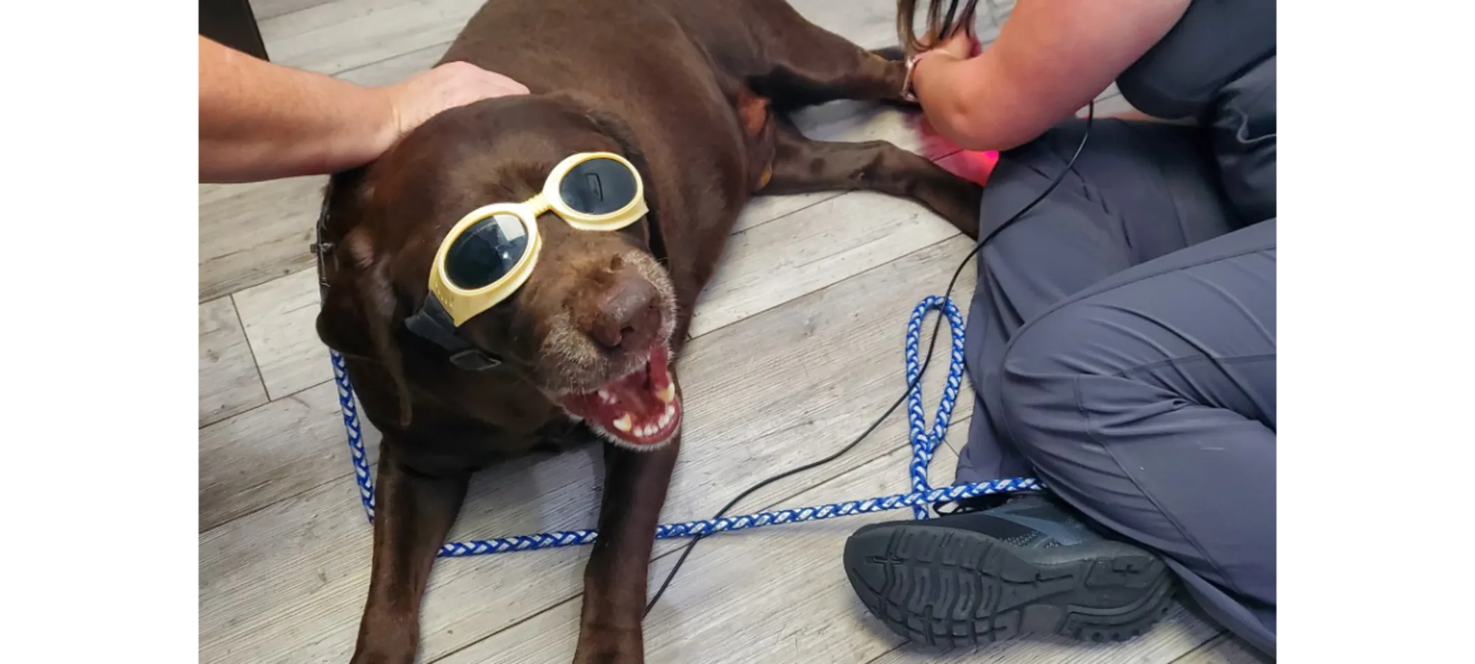 A dog wearing protective glasses while receiving laser therapy A dog wearing protective glasses while receiving laser therapy