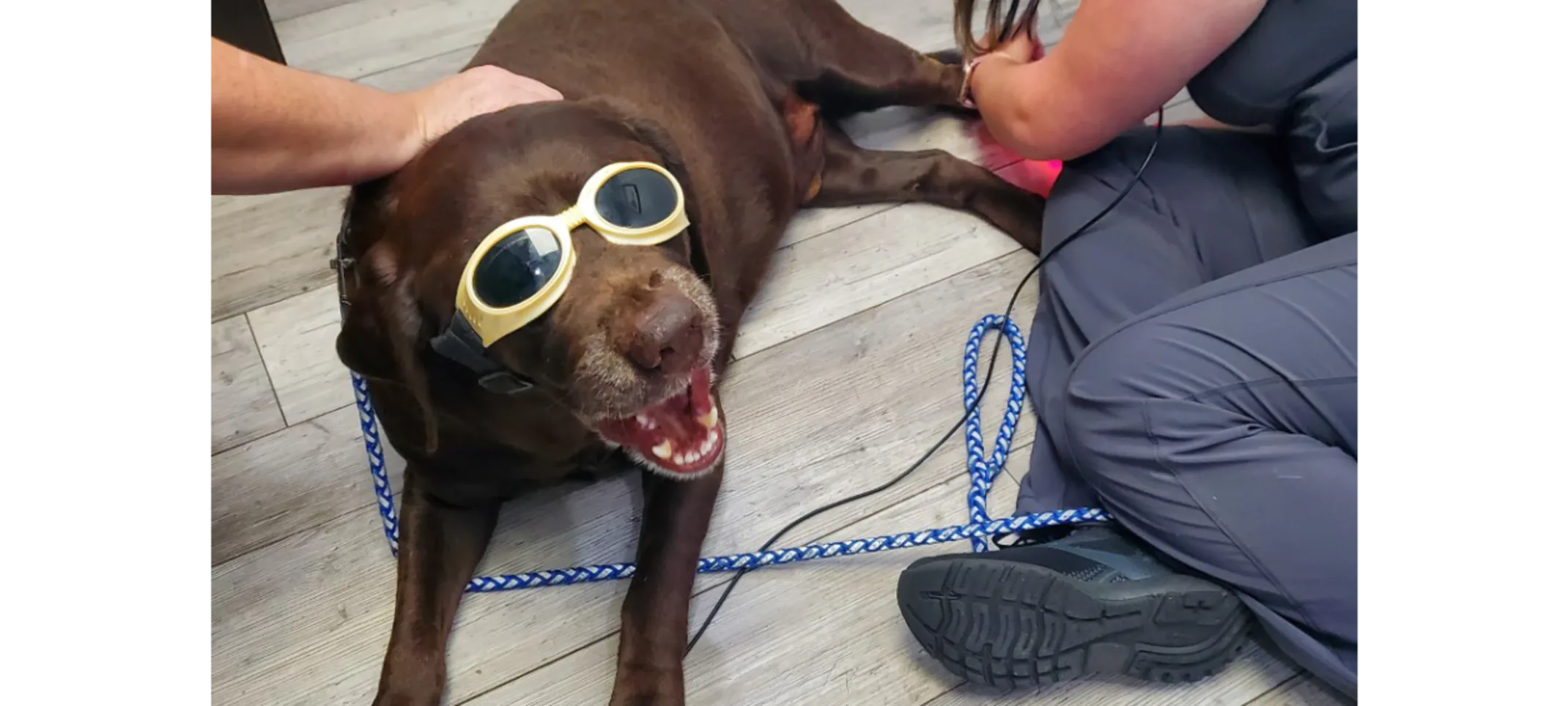 A dog wearing protective glasses while receiving laser therapy