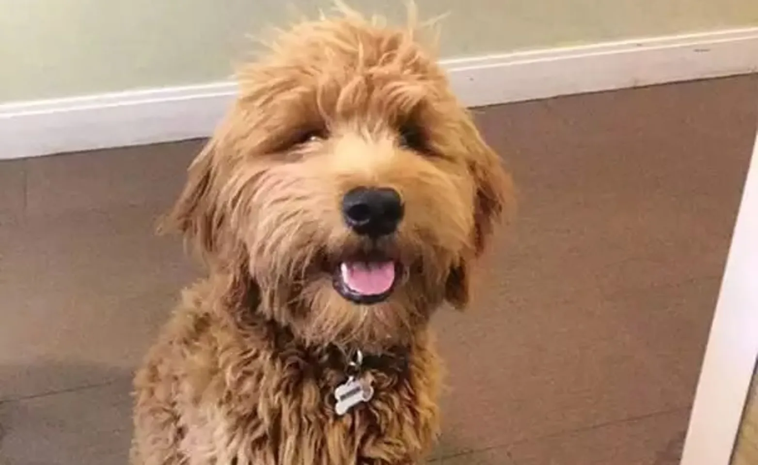 Golden doodle posing for photo Golden doodle posing for photo