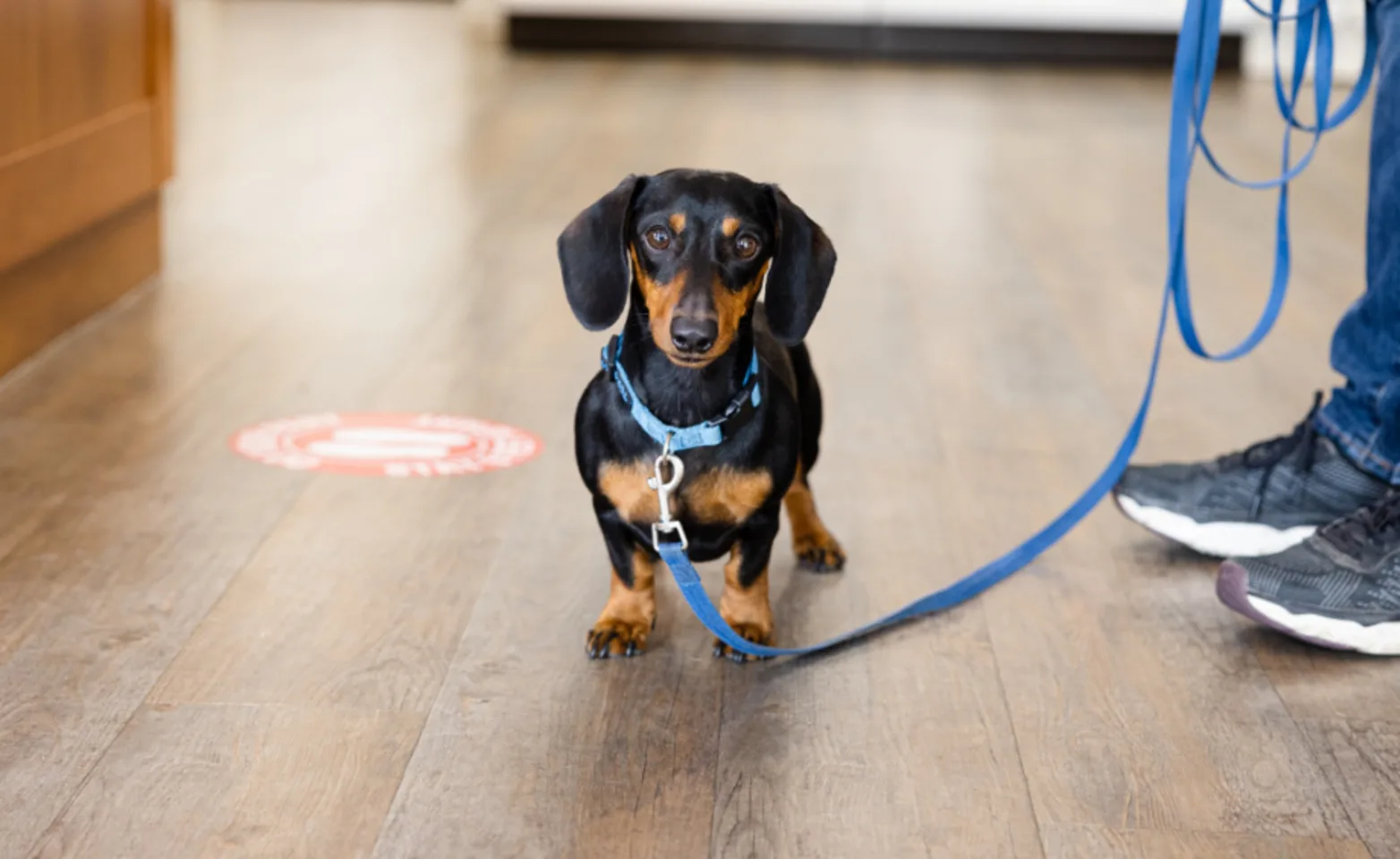Dog on leash looking at the camera Dog on leash looking at the camera