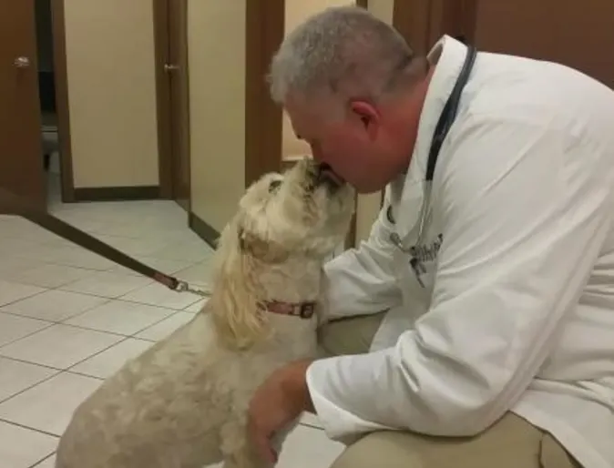 Winnie the small dog receiving kisses from a veterinarian at American Pet Hospital