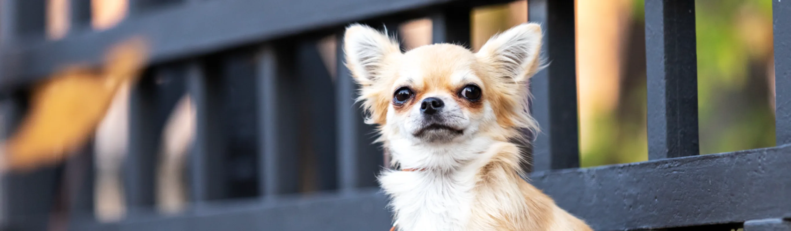 Dog sitting in front of a fence 