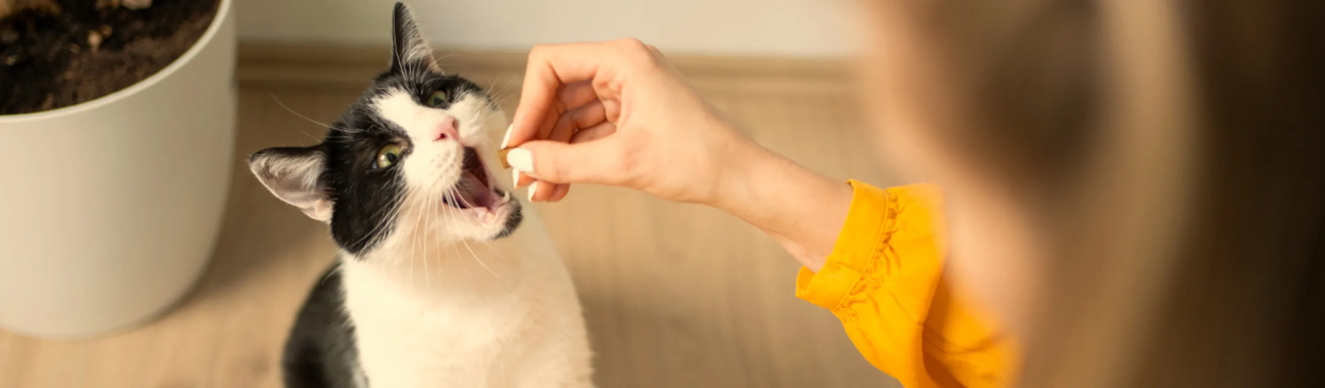 A black and white cat receiving a treat A black and white cat receiving a treat