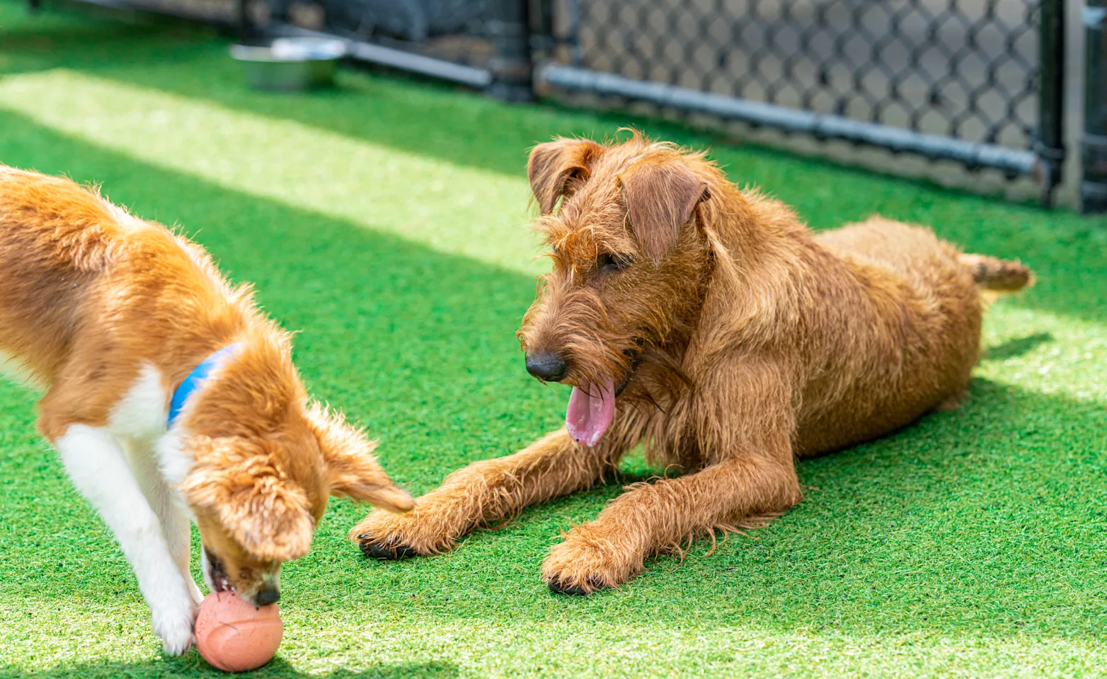 Two dogs playing in dog play area at The Lodge at New Tampa Two dogs playing in dog play area at The Lodge at New Tampa