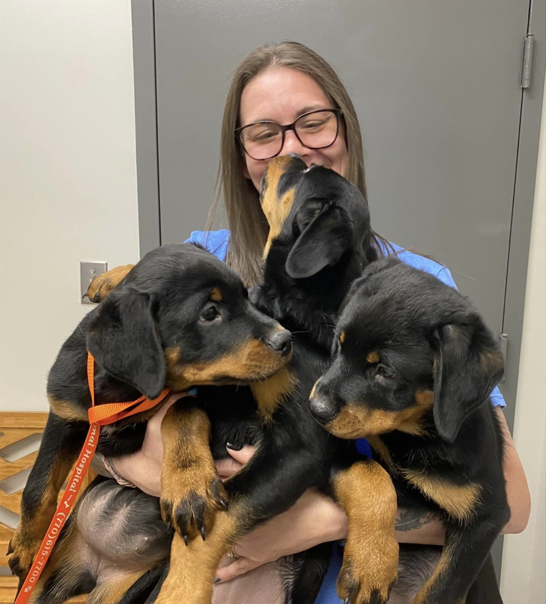Casey holding 3 black and brown puppies