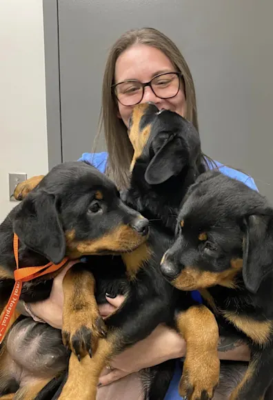 Casey holding 3 black and brown puppies Casey holding 3 black and brown puppies