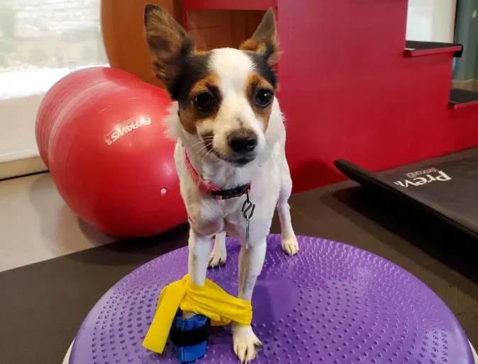 dog on purple surface