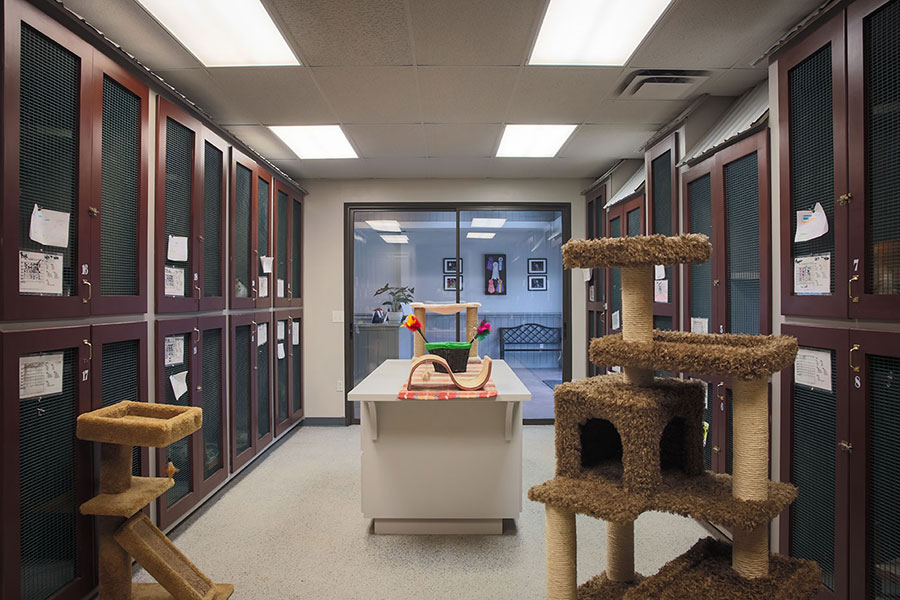 Cat boarding and cat trees at Happy Tails Pet Resort