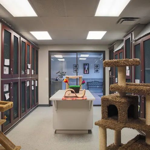 Cat boarding and cat trees at Happy Tails Pet Resort