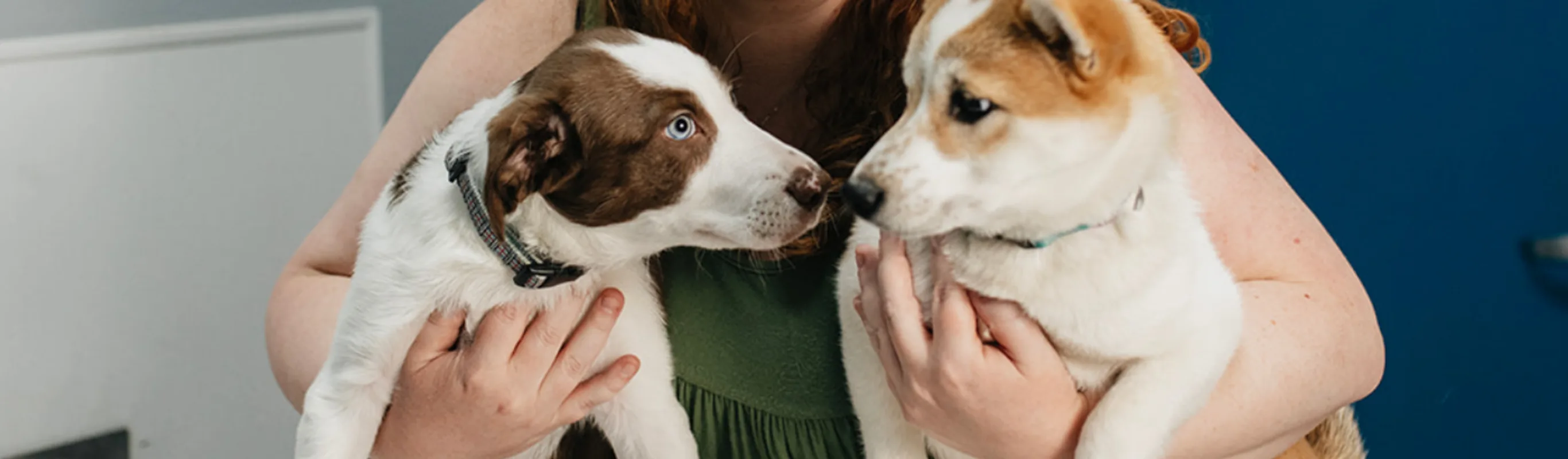 A brown and white dog and an orange and white dog touching snouts together A brown and white dog and an orange and white dog touching snouts together