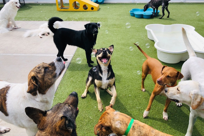 Dogs play with bubbles while at PetSuites. 