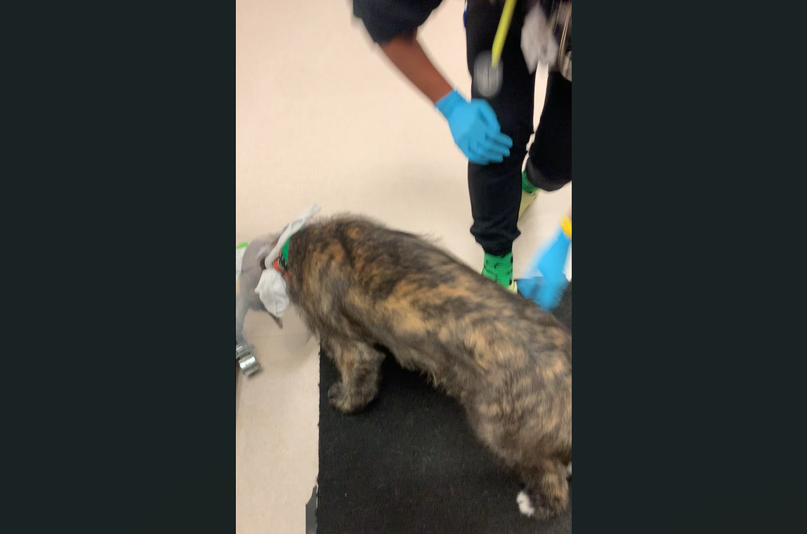 Dog going through assessment