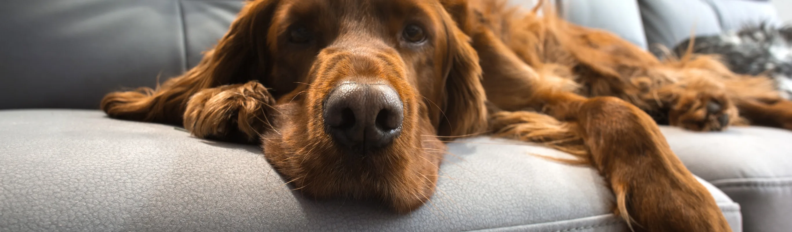 Dog laying on grey couch Dog laying on grey couch