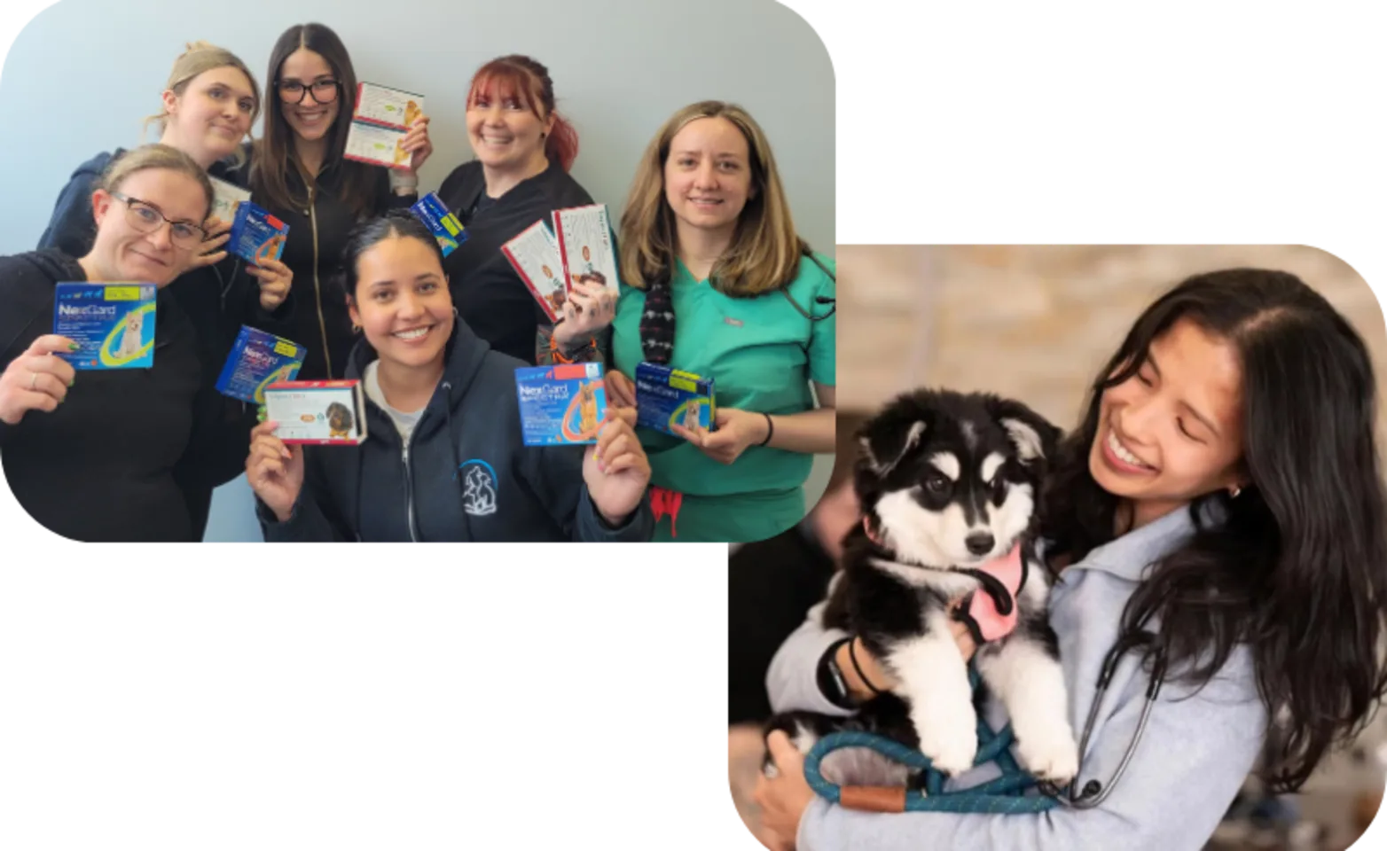 Staff Holding Trio/Nexgard + Dog Staff Holding Trio/Nexgard + Dog